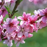 Peach-Blossoms